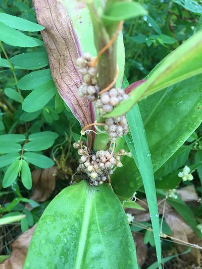 Cuscuta pentagona, photographed by Daniel Atha