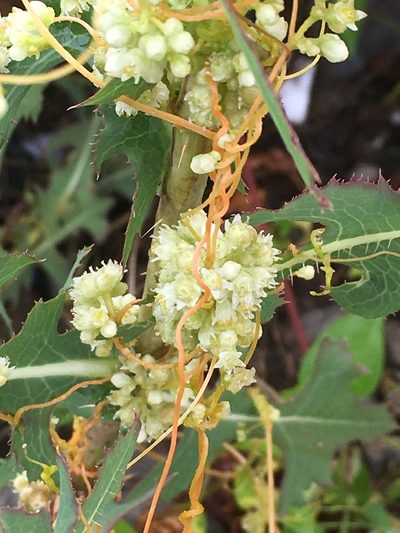 Cuscuta pentagona, photographed by Daniel Atha