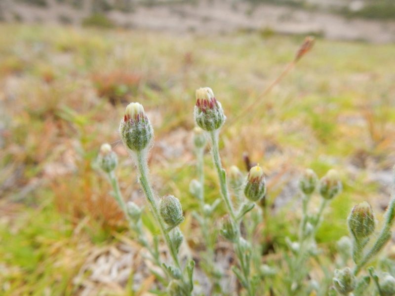 Laennecia filaginoides, photographed by Carlos Martorell