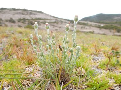 Laennecia filaginoides, photographed by Carlos Martorell