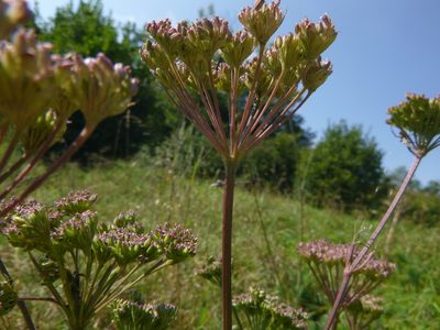 Seseli annuum, photographed by Gabriel Mayrhofer