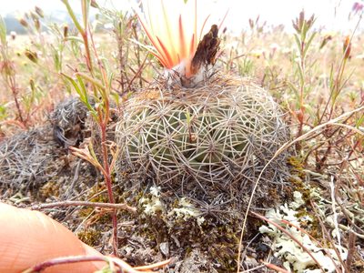 Coryphantha pseudoradians, photographed by Carlos Martorell