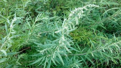 Artemisia verlotiorum, photographed by Josep Gesti