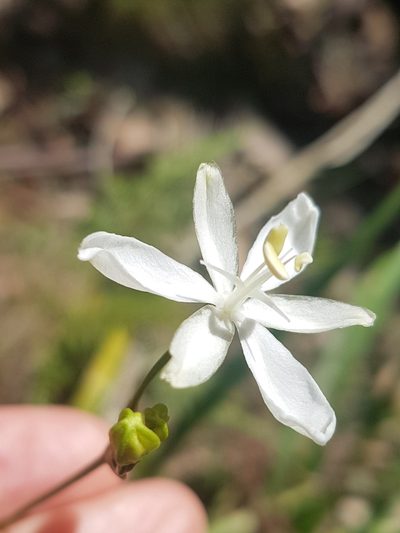 Libertia paniculata, photographed by Vale Jenny Conolly