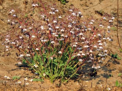 Trichodesma physaloides, photographed by i_c_riddell