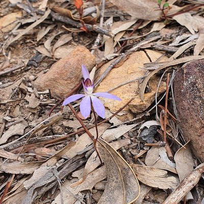 Caladenia caerulea, photographed by Claudia Schipp
