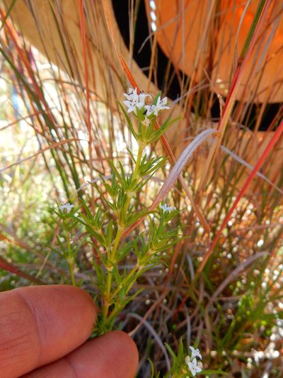 Crusea simplex, photographed by Carlos Martorell