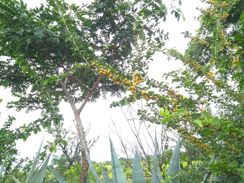 Canthium coromandelicum, photographed by Mittal Gala