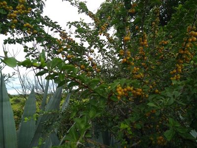 Canthium coromandelicum, photographed by Mittal Gala