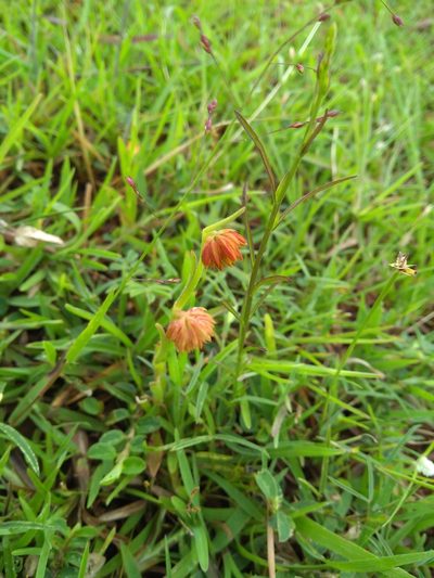 Allmania nodiflora, photographed by Mittal Gala