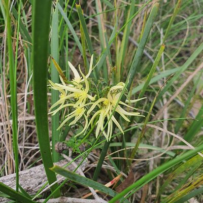 Clematis leptophylla, photographed by Claudia Schipp