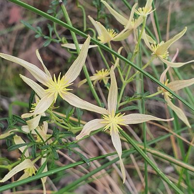 Clematis leptophylla, photographed by Claudia Schipp