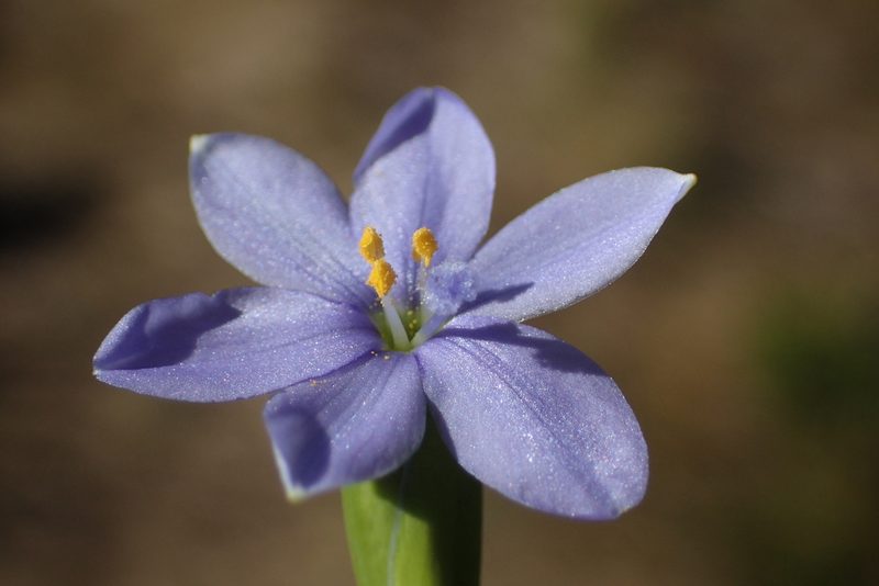 Aristea pusilla, photographed by Nicola van Berkel