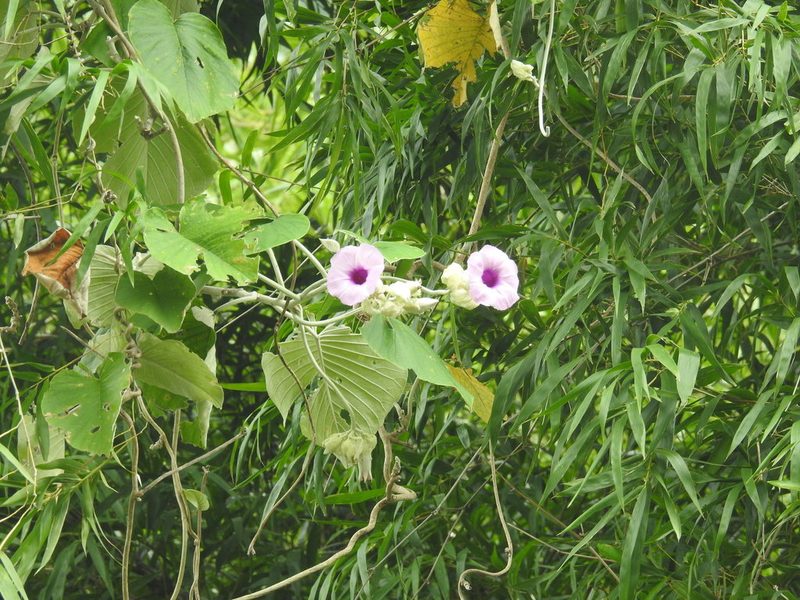 Argyreia nervosa, photographed by Raja bandi