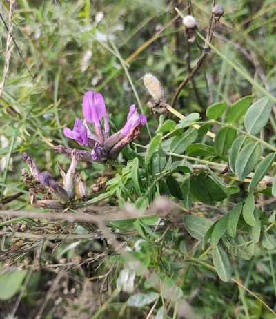 Astragalus syriacus, photographed by Юлия