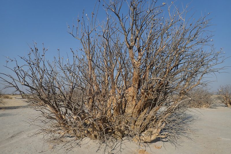 Sesamothamnus lugardii, photographed by Robert Taylor