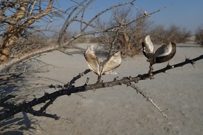 Sesamothamnus lugardii, photographed by Robert Taylor