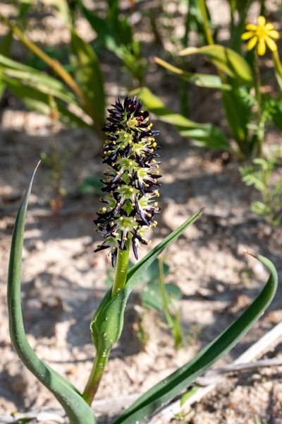 Wurmbea spicata, photographed by magriet b