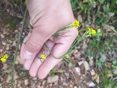 Erysimum hieraciifolium, photographed by Евгений Егорейченков