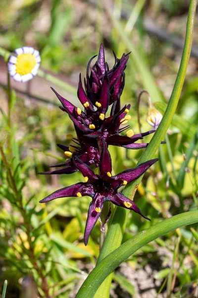 Wurmbea marginata, photographed by magriet b