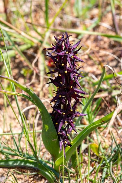 Wurmbea marginata, photographed by magriet b