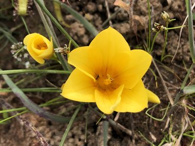 Romulea saldanhensis, photographed by djsc0