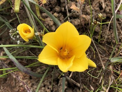 Romulea saldanhensis, photographed by djsc0