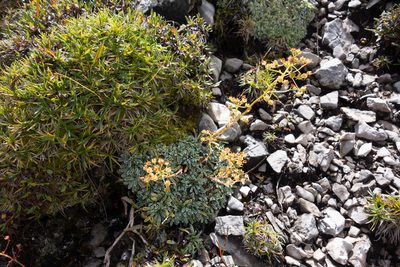 Saxifraga crustata, photographed by Felicia Seichter