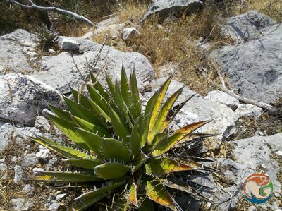 Agave kerchovei, photographed by Eugenio Padilla