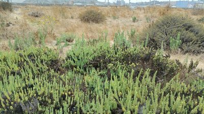 Suaeda californica, photographed by Peter Brastow