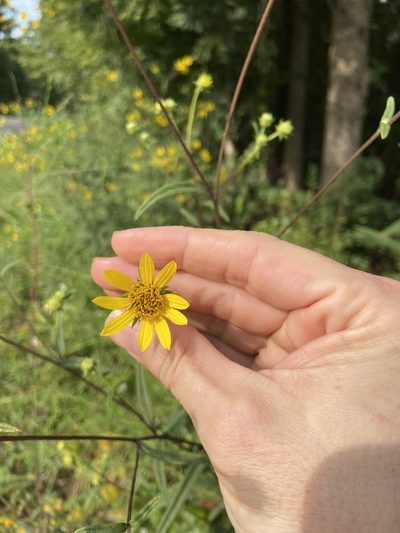 Helianthus schweinitzii, photographed by Sean Bloom