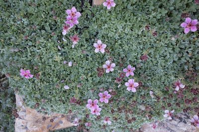 Potentilla nitida, photographed by Felicia Seichter