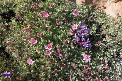 Potentilla nitida, photographed by Felicia Seichter