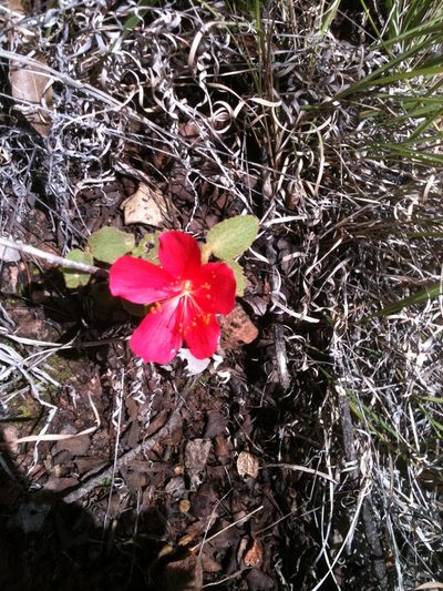 Hibiscus longifilus, photographed by Eugenio Padilla
