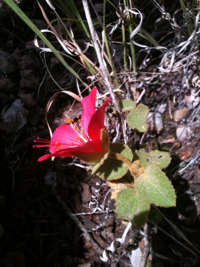 Hibiscus longifilus, photographed by Eugenio Padilla