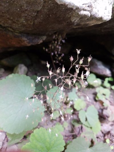 Heuchera parviflora, photographed by casey