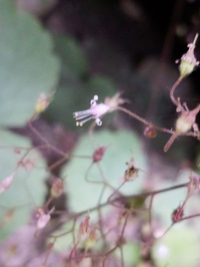 Heuchera parviflora, photographed by casey