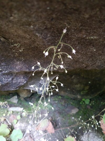 Heuchera parviflora, photographed by casey