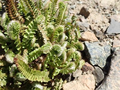 Polystichum lemmonii, photographed by John Brew