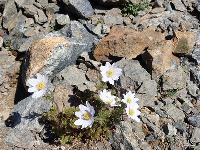 Anemone drummondii, photographed by John Brew