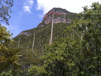 Cephalocereus mezcalaensis, photographed by Eugenio Padilla