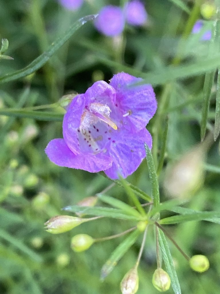 Agalinis setacea, photographed by Carol Ann McCormick