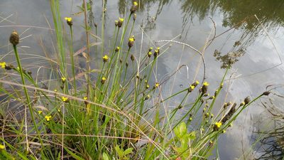 Xyris difformis, photographed by Ryan Watson