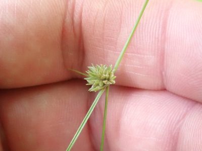 Cyperus lupulinus, photographed by botany08