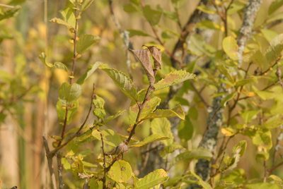 Salix aurita, photographed by Марина Садыкова