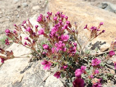 Androsace nivalis, photographed by John Brew