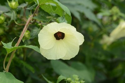 Hibiscus vitifolius, photographed by S.MORE