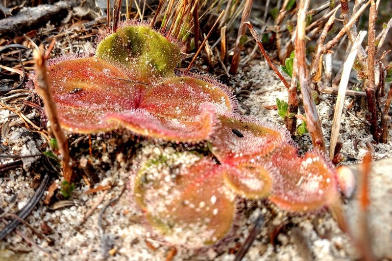 Drosera magna, photographed by Sze Howe Koh