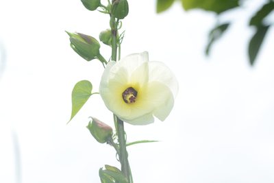 Abelmoschus manihot, photographed by S.MORE