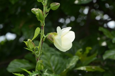 Abelmoschus manihot, photographed by S.MORE